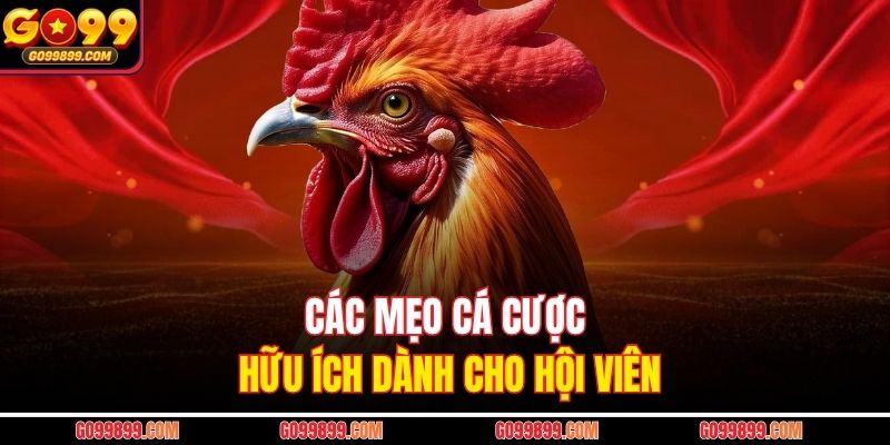 Các mẹo cá cược hữu ích dành cho hội viên