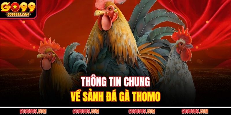 Thông tin chung về sảnh đá gà Thomo
