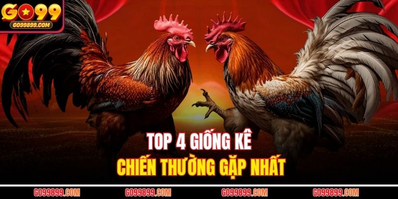 Top 4 giống kê chiến thường gặp nhất
